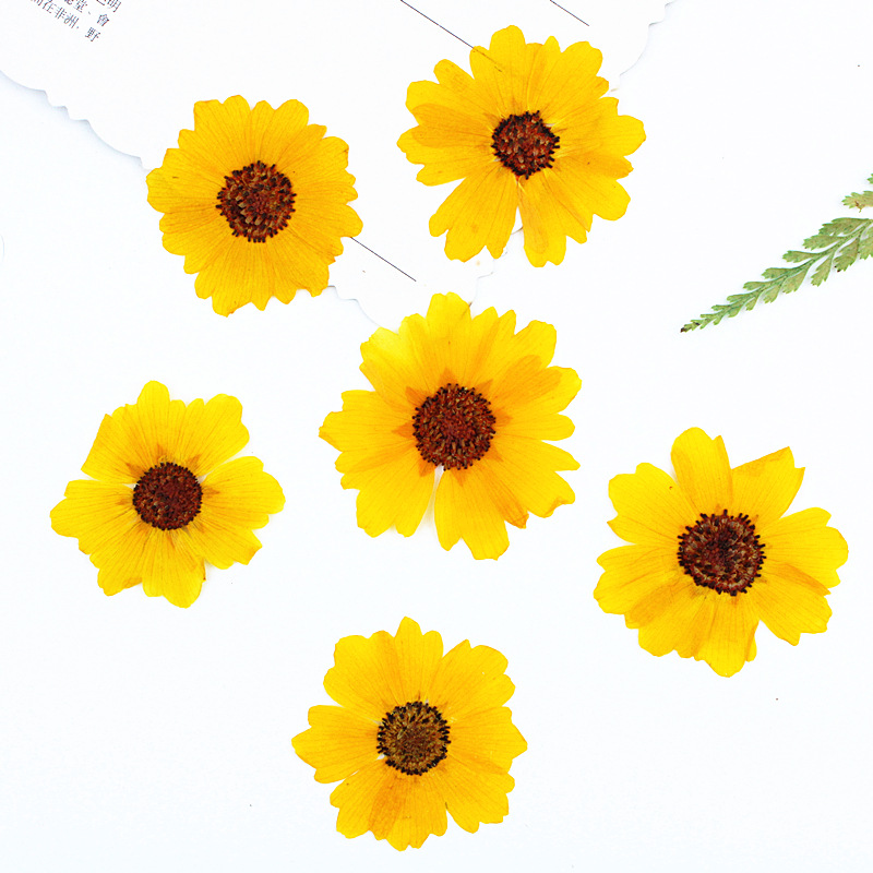 24 pièces, fleurs de chrysanth - Dried Flower Bookmark avis et prix