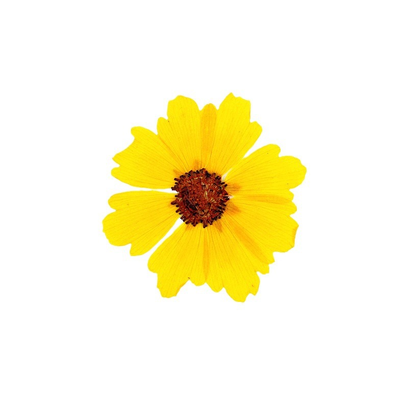 24 pièces, fleurs de chrysanth - Dried Flower Bookmark avis et prix
