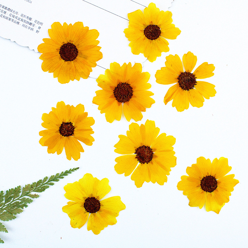 24 pièces, fleurs de chrysanth - Dried Flower Bookmark avis et prix