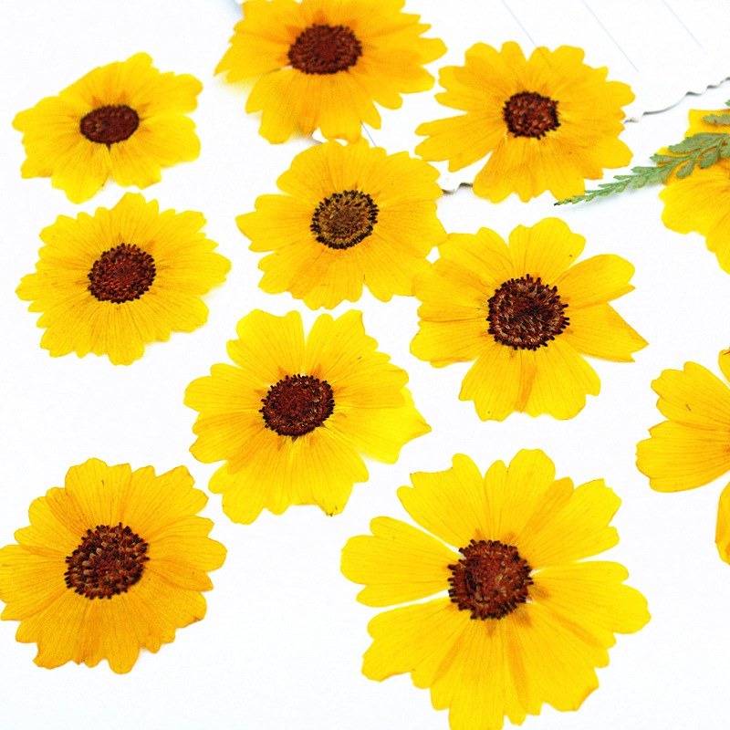 24 pièces, fleurs de chrysanth - Dried Flower Bookmark avis et prix